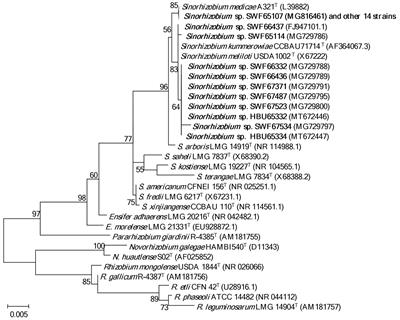 Diversification of Sinorhizobium populations associated with Medicago polymorpha and Medicago lupulina in purple soil of China